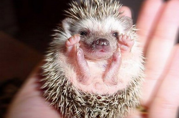 20 Pictures Of Baby Hedgehogs That Will Instantly Brighten Your Day