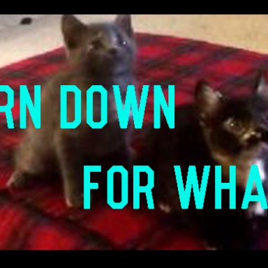 Are You Ready For The Kitten Version Of  Turn Down For What?