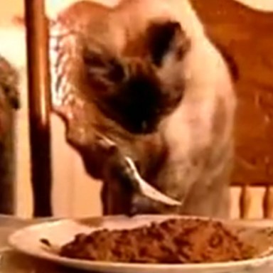 A Woman Trained Her Cat To Eat With A Fork And Chopsticks