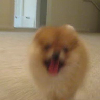 Watch This Impossibly Tiny Pomeranian Puppy Break In Her New Living Room