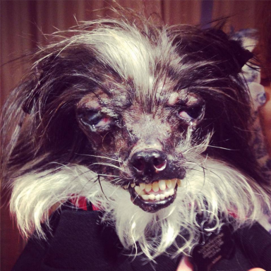 It’s Official! The World’s Ugliest Doge Is From North Carolina!