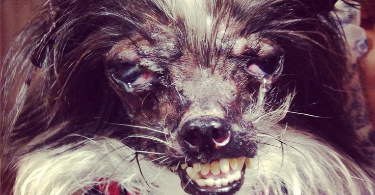 It’s Official! The World’s Ugliest Doge Is From North Carolina!