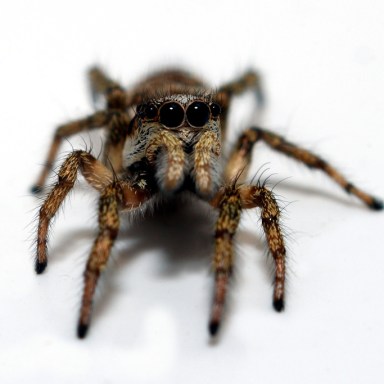 This Man Found A Spider In His House And Did Exactly What You Shouldn’t