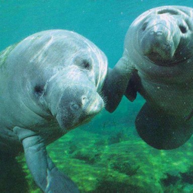 Costa Rica Will Make Manatee National Symbol, Confusing Sloths Everywhere