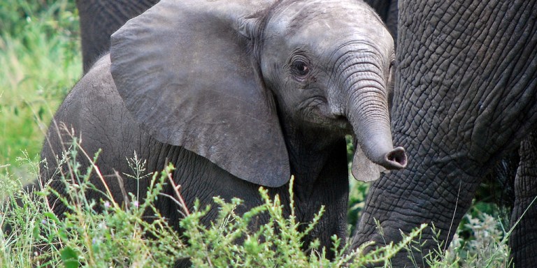 23 Gifs Of Baby Elephants That Will Brighten Your Day