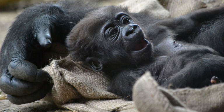Introducing The 19 Most Ridiculously Loveable Baby Zoo Animals To Brighten Up Your Day