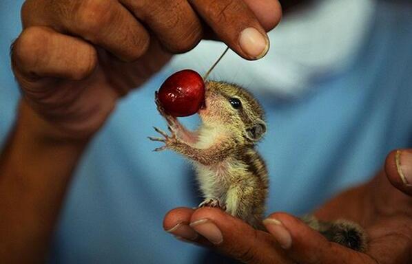 20 Of The Most Adorable Pictures Of Baby Squirrels You’ve Ever Seen In Your Life