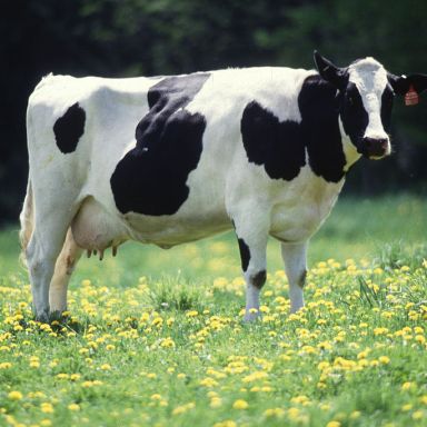 Vegetarian Plan For Ethical Milk Would Destroy The Entire Planet