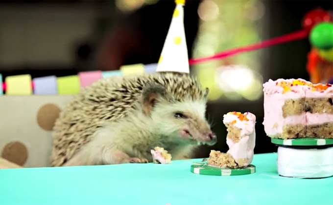 VIDEO: Tiny Hedgehog Birthday Party | Thought Catalog