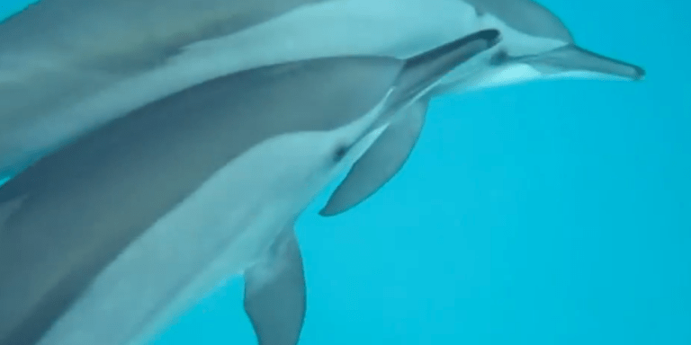 Ukraine Demands The Return Of Their Killer Dolphins Back From Russia