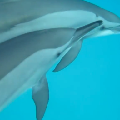 Ukraine Demands The Return Of Their Killer Dolphins Back From Russia