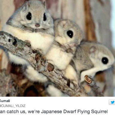 16 Photos Of The Cutest Animal You’ve Never Seen Before: Japanese Dwarf Flying Squirrels