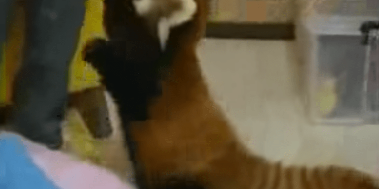 Watch This Video Of These Two Cute Red Pandas Totally Ruin A Girl’s Night At Home