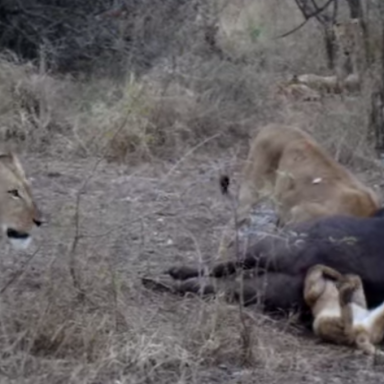 Hungry Lion Cub Gets Stuck In The Asshole Of A Buffalo