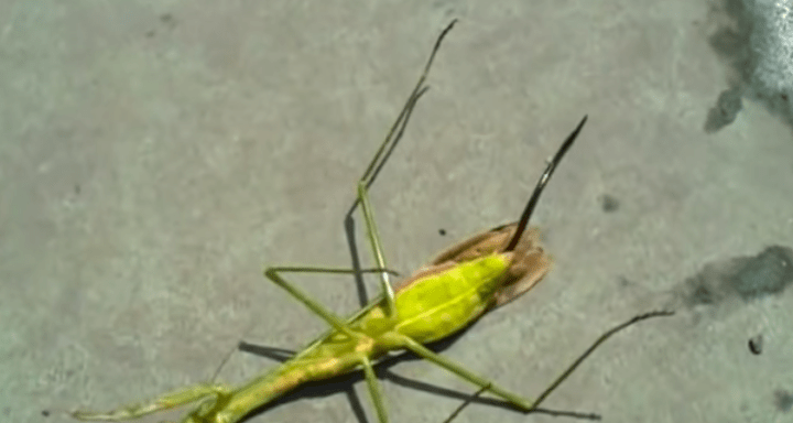 This Insane Parasite Leaving A Praying Mantis’ Dead Body Will Haunt Your Dreams