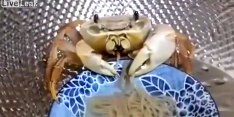 Watch This Little Crab Make Sweet, Sweet Love To A Bowl Of Noodles