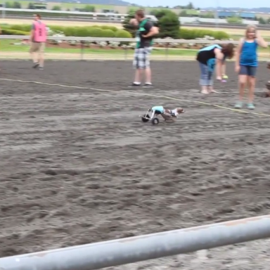 Here’s What Happens When A Dachshund Named Anderson Pooper Runs The Wiener Dog Race