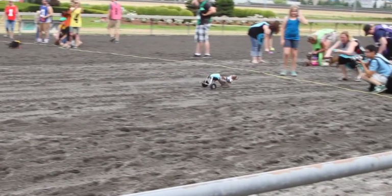 Here’s What Happens When A Dachshund Named Anderson Pooper Runs The Wiener Dog Race