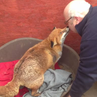 This Rescued Fox Thinks She’s A Dog And It’s Unbelievable