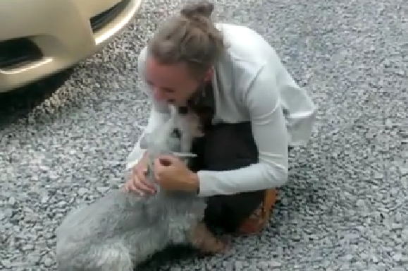 This Video Proves Your Dog Misses You Way More Than You Thought