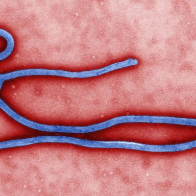 A Hypochondric’s Guide To Ebola