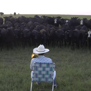 This Farmer Playing “Royals” On The Trombone For His Cows Will Bring A Smile To Your Face