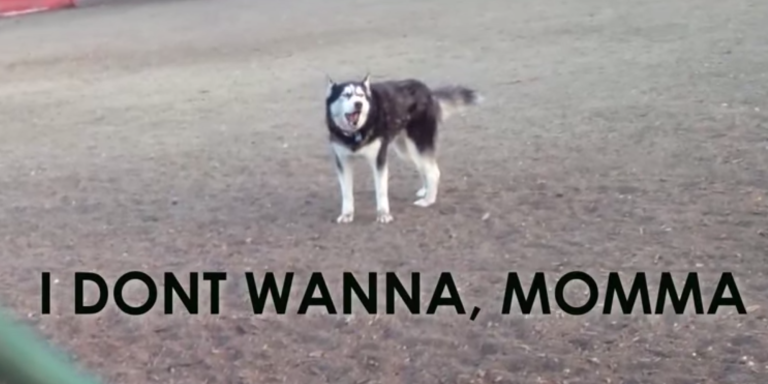 This Cute (But Bratty) Husky Doesn’t Want To Leave The Dog Park