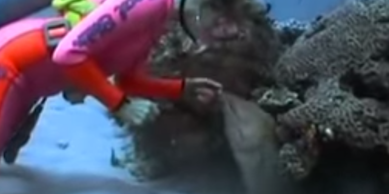 You Won’t Believe What This Scuba Diver Became Friends With During Her Dives
