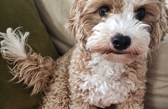 14 Overwhelming Moments Of Love Only Dog Owners Can Understand