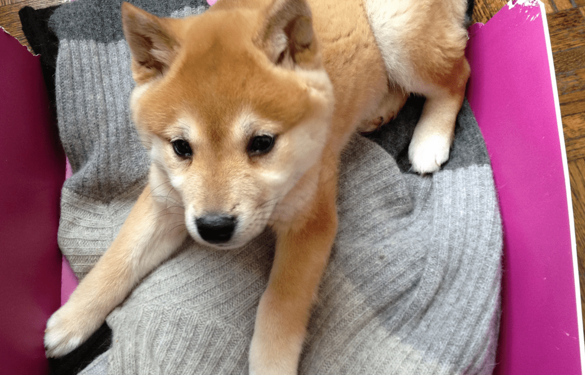 I Think Shiba Inus Have The Cutest Puppies Ever Heres 13 Photos To Convince You Thought Catalog