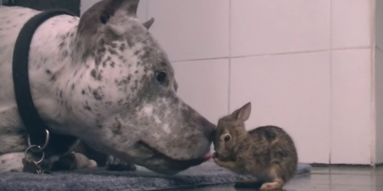 You Have To Watch This Dog Lick The Heck Out Of This Cute Baby Bunny