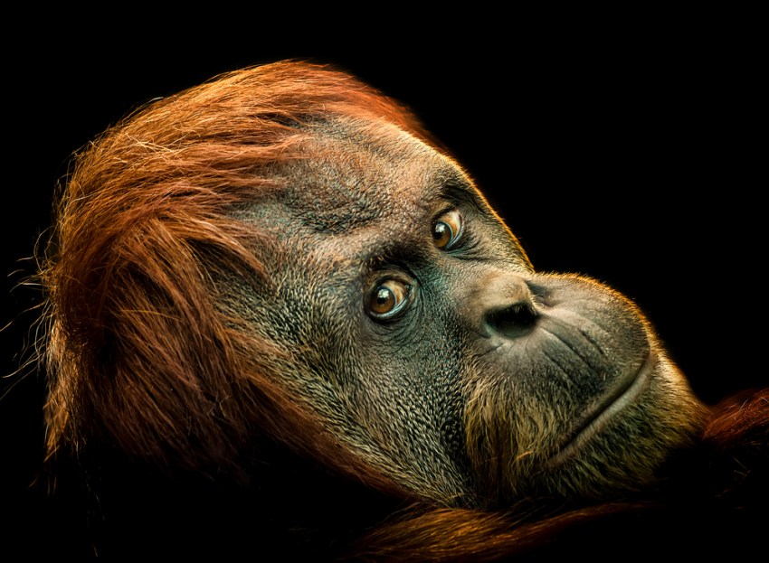 8 Reasons Why We Need To Stop Worrying About Endangered Species