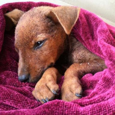 Someone Abandoned This Puppy And Left Him For Dead Until A Kind-Hearted Stranger Saved His Life