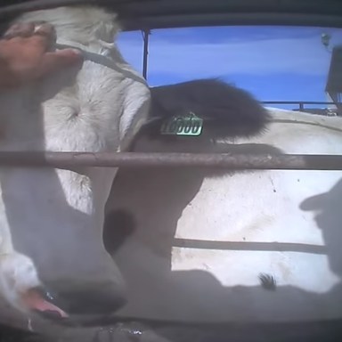 Disturbing Video Shows Brutal Abuse Of The Cows Responsible For Your Favorite Pizza’s Cheese