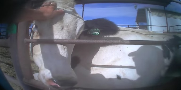 Disturbing Video Shows Brutal Abuse Of The Cows Responsible For Your Favorite Pizza’s Cheese