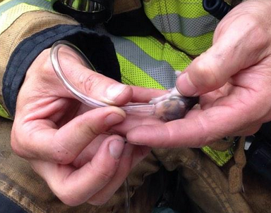 Big Firefighters Save Tiny Hamsters Through The Use Of Tiny Oxygen Tanks