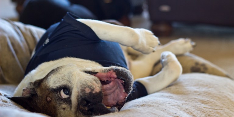 27 Pet Owners Reveal The Dumbest Thing Their Pets Have Ever Done