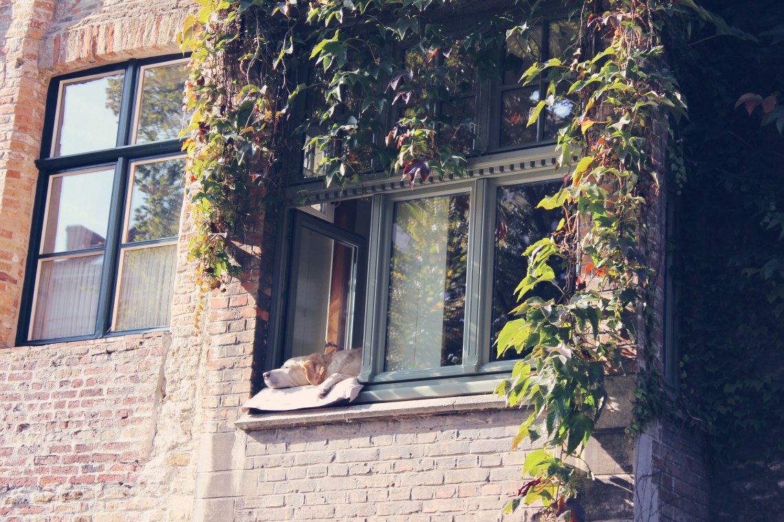 image - Flickr / Alice