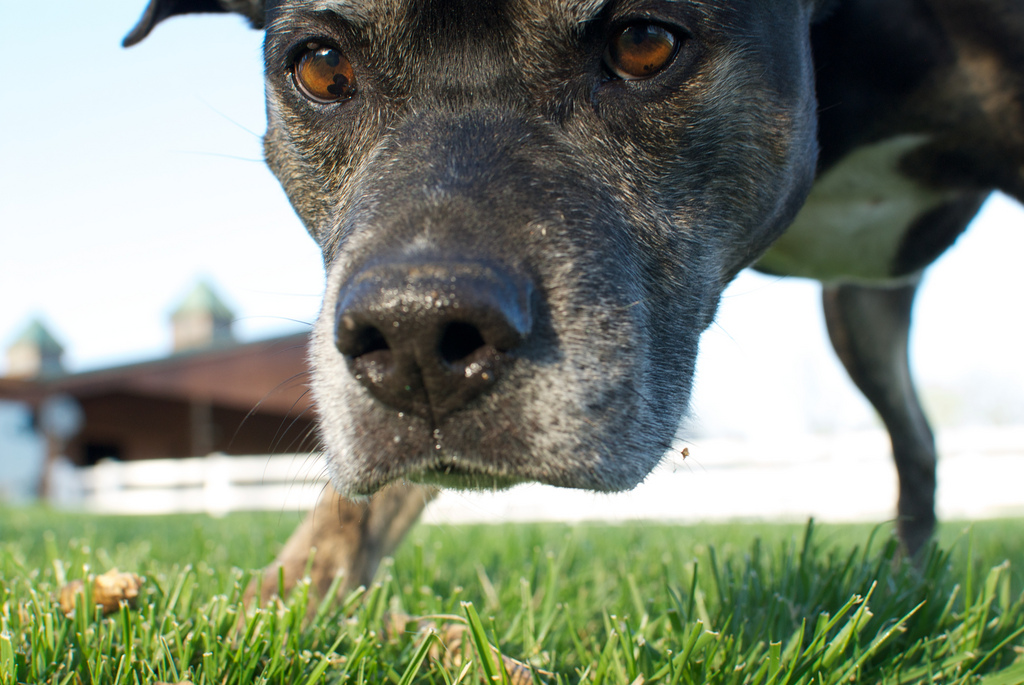 My Dog Probably Saved My Life | Thought Catalog My Dog Probably Saved My Life | Thought Catalog