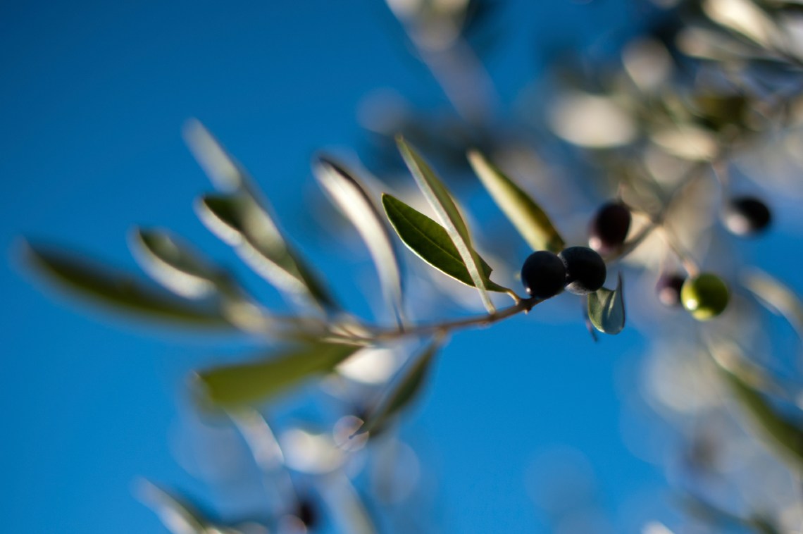 iStockphoto / Dainela