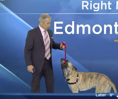 Watch How This Adorable Dog Interrupts A Live Weather Forecast