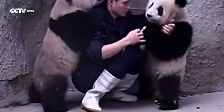 These Cute Panda Bears Don’t Want To Take Their Medicine And Decide To Roughhouse With The Zookeeper!