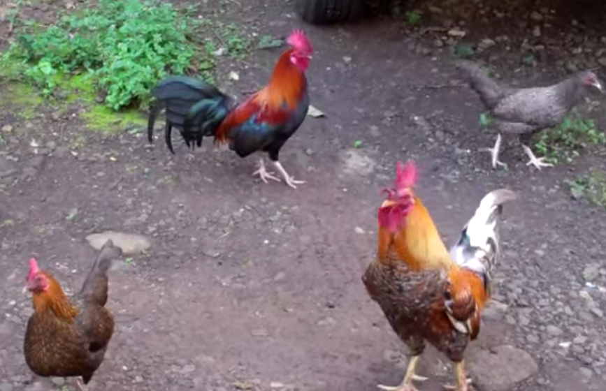 if-you-ever-wondered-how-roosters-sound-in-different-languages-here