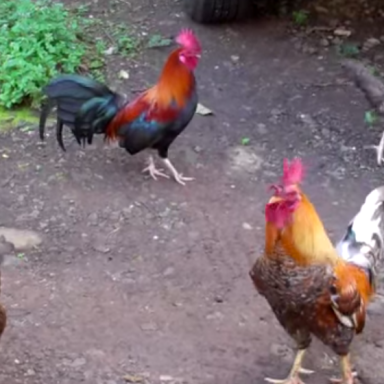 If You Ever Wondered How Roosters Sound In Different Languages, Here Are 13 Answers From People Around The World