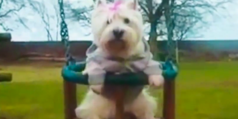 You Just Have To Watch This Video Of Dogs On Swings