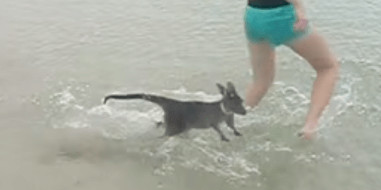 Have You Ever Seen A Baby Kangaroo Swim Before?