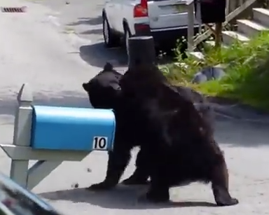 Here Is A Video Of Two New Jersey Bears Fighting Like Animals