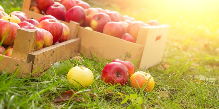 11 Reasons Why Apple Picking Is Actually The Best
