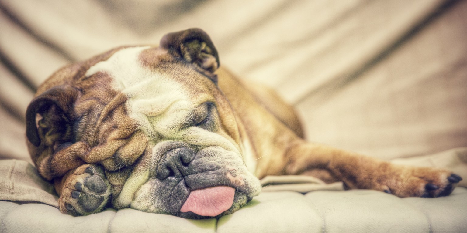 If You’ve Ever Wondered Why Dogs Have Such Short Lives, Here’s Your