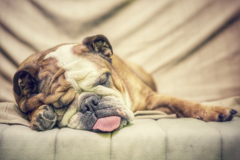 Don't worry, he's just sleeping. image - Flickr / Aris Sánchez